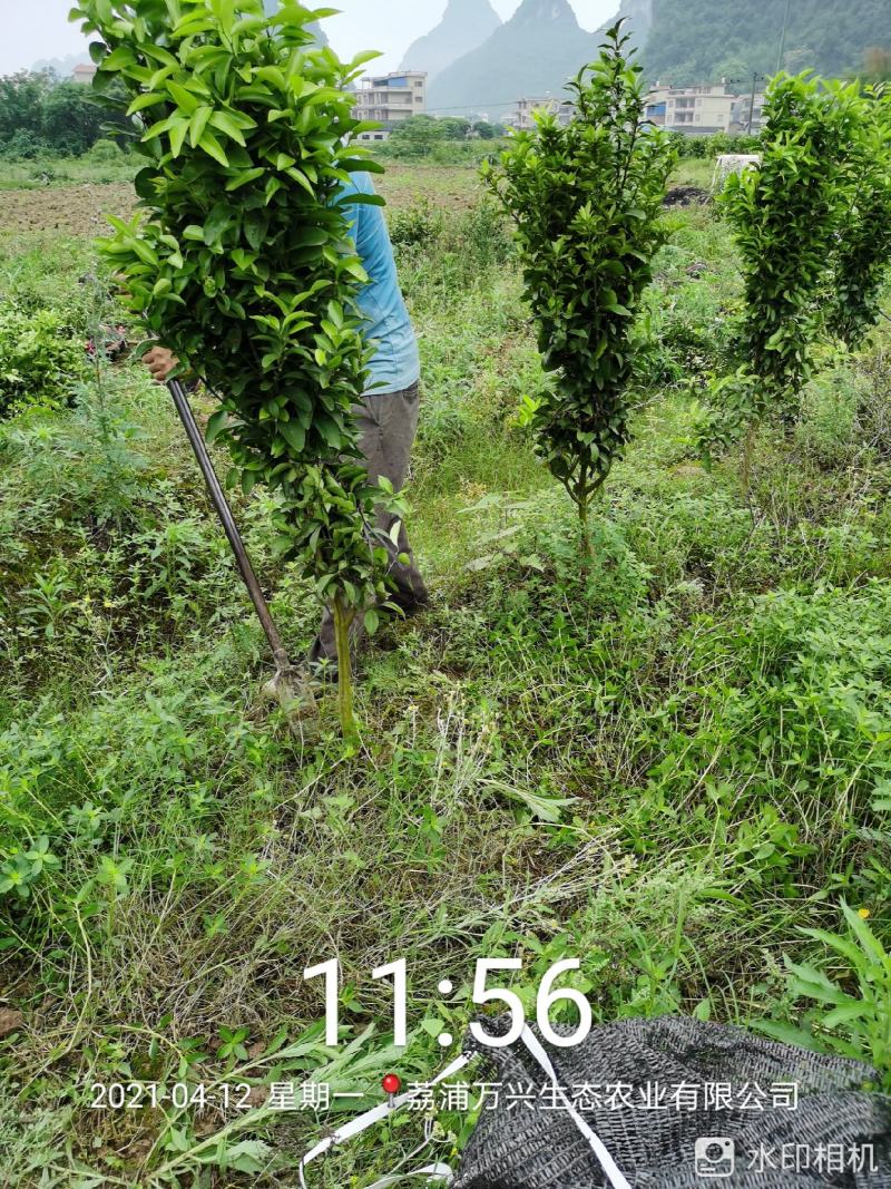 沙糖桔树，沙糖桔杯苗，沙糖桔地苗，沃柑树，沃柑杯苗，
