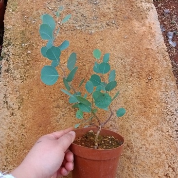 尤加利盆栽苹果桉盆栽苹果叶多花桉