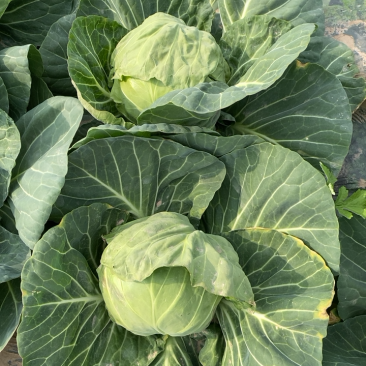 【精品包菜】阳光4-2包菜基地自种，陆续上市中