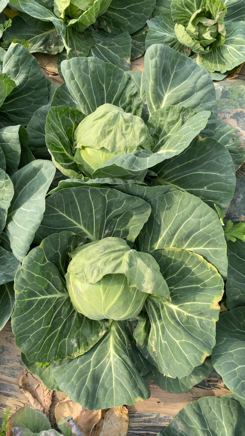 【精品包菜】阳光4-2包菜基地自种，陆续上市中