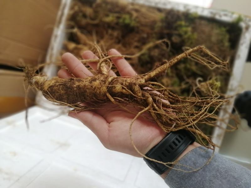 东北长白山新鲜人参，产地直发80克的规格