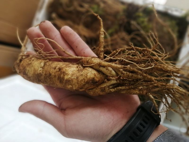 东北长白山新鲜人参，产地直发80克的规格