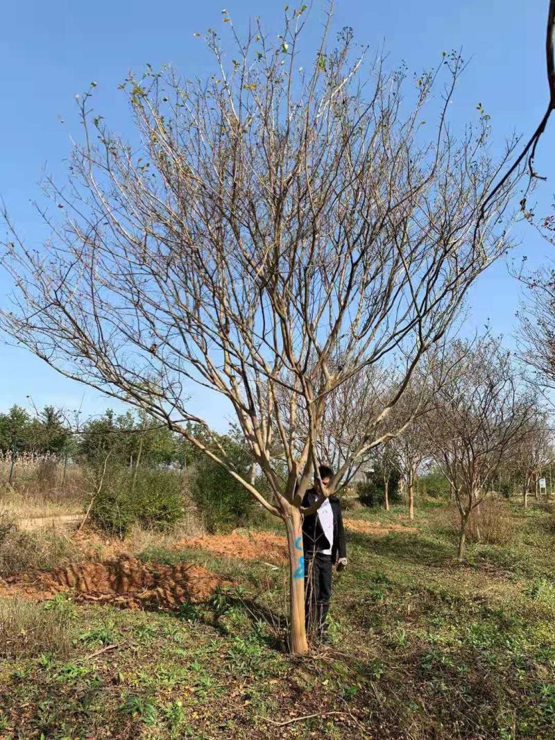 地径12公分紫薇分枝点一米品质优良价格实惠