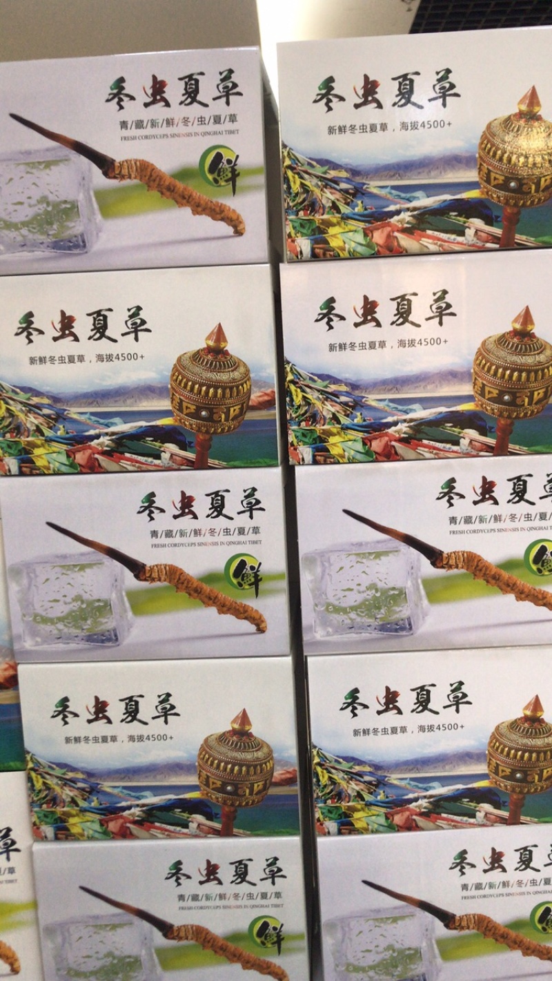 2022新鲜冬虫夏草鲜虫草0.7克每根