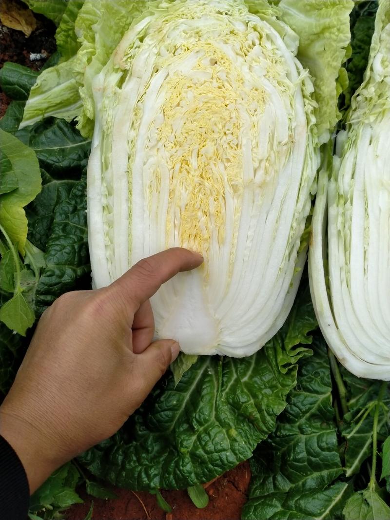 黄心大白菜现货150吨有需要的老板联系下单可以各种规格上