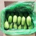 随州精品青茄
