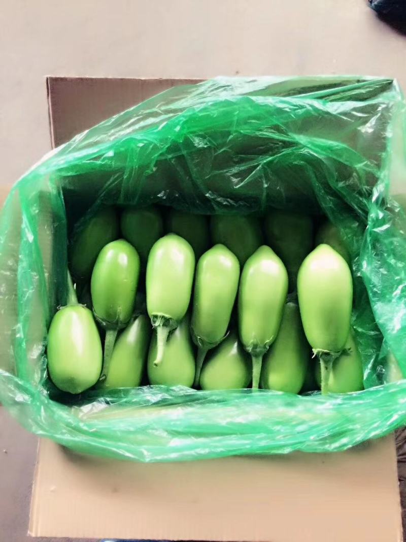 随州精品青茄