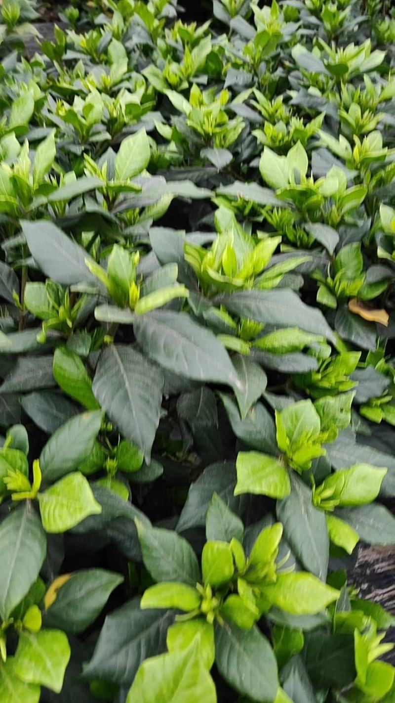 浓香型牡丹栀子花树苗大叶栀子花苗盆栽办公室居家装饰观