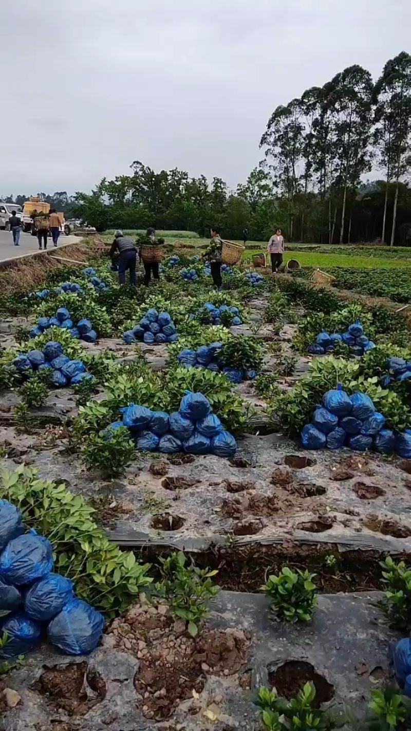 浓香型牡丹栀子花树苗大叶栀子花苗盆栽办公室居家装饰观