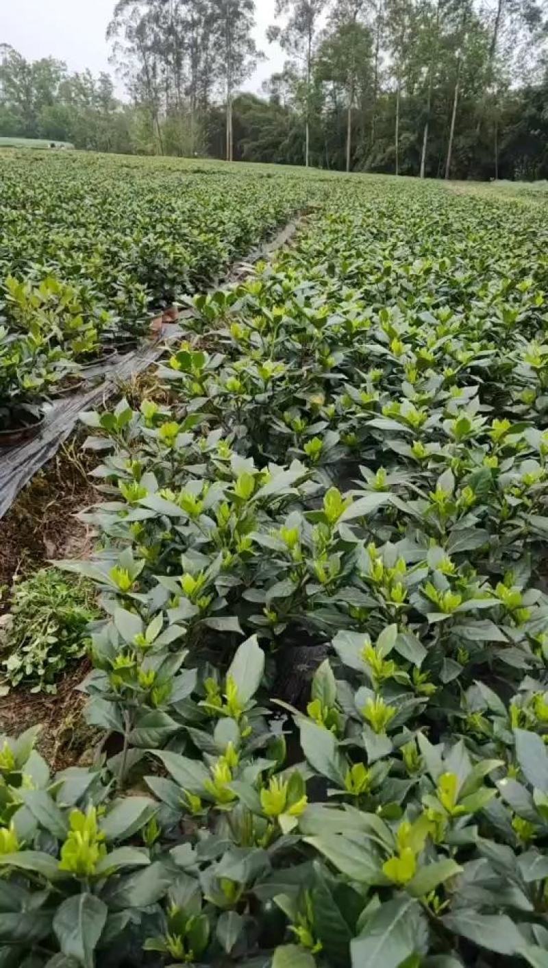 浓香型牡丹栀子花树苗大叶栀子花苗盆栽办公室居家装饰观