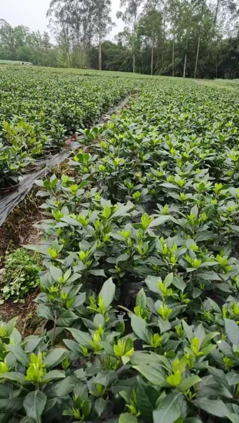 浓香型牡丹栀子花树苗大叶栀子花苗盆栽办公室居家装饰观