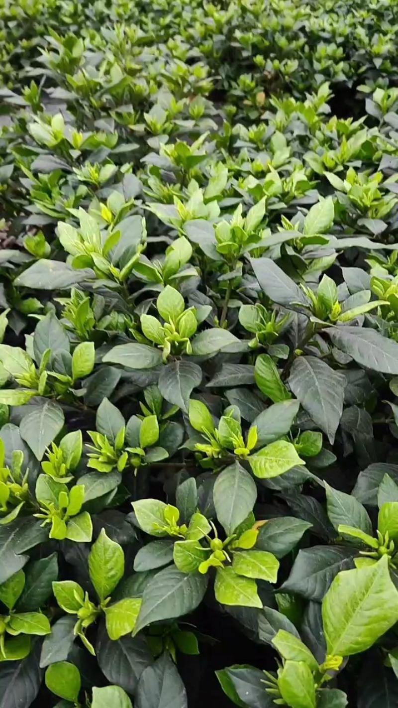 浓香型牡丹栀子花树苗大叶栀子花苗盆栽办公室居家装饰观