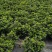 浓香型牡丹栀子花树苗大叶栀子花苗盆栽办公室居家装饰观