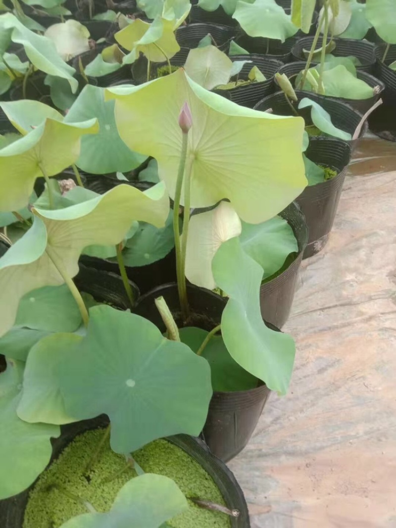 荷花，开花荷花，绿化荷花，水生植物，基地直供