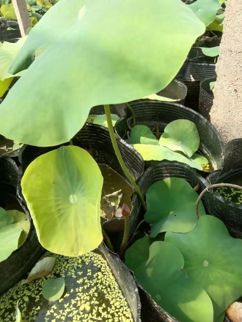 荷花，开花荷花，绿化荷花，水生植物，基地直供