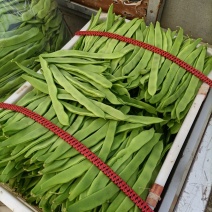 芸豆