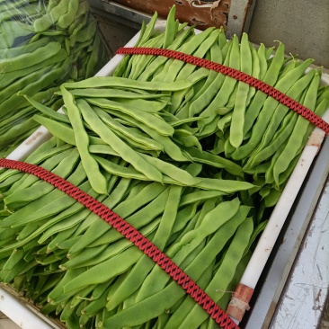 芸豆