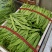芸豆