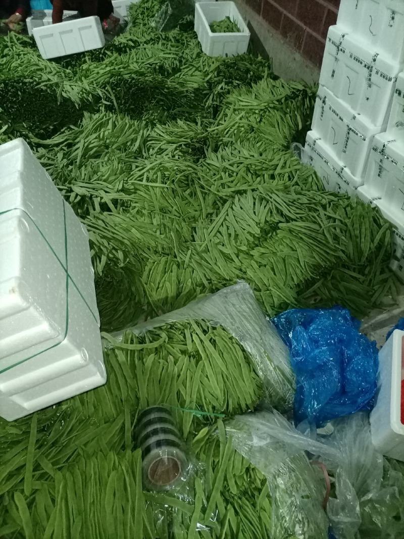 芸豆