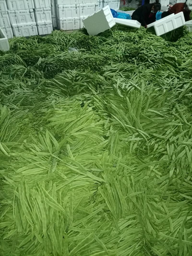 芸豆