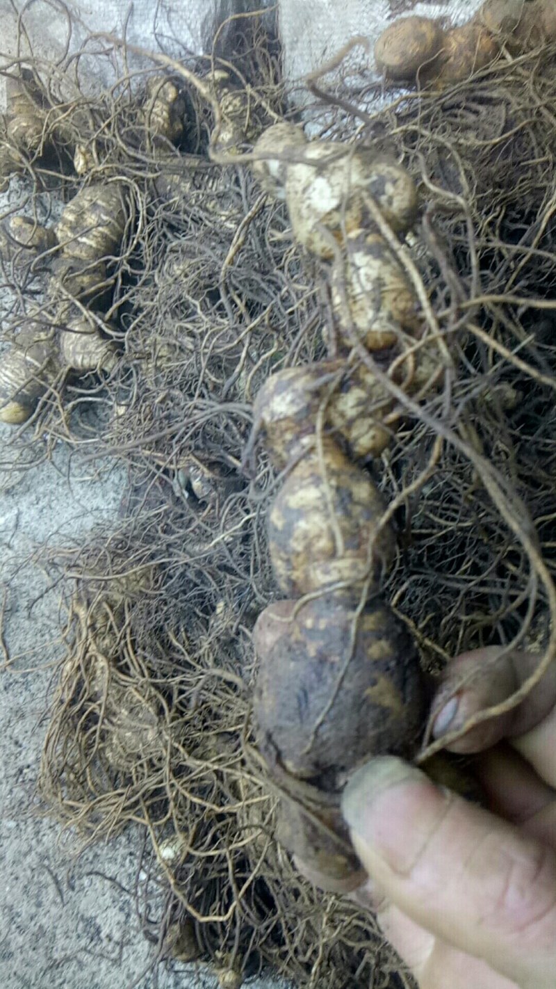 鸡头黄精，甜黄精，鲜货，一手货源，个头大，