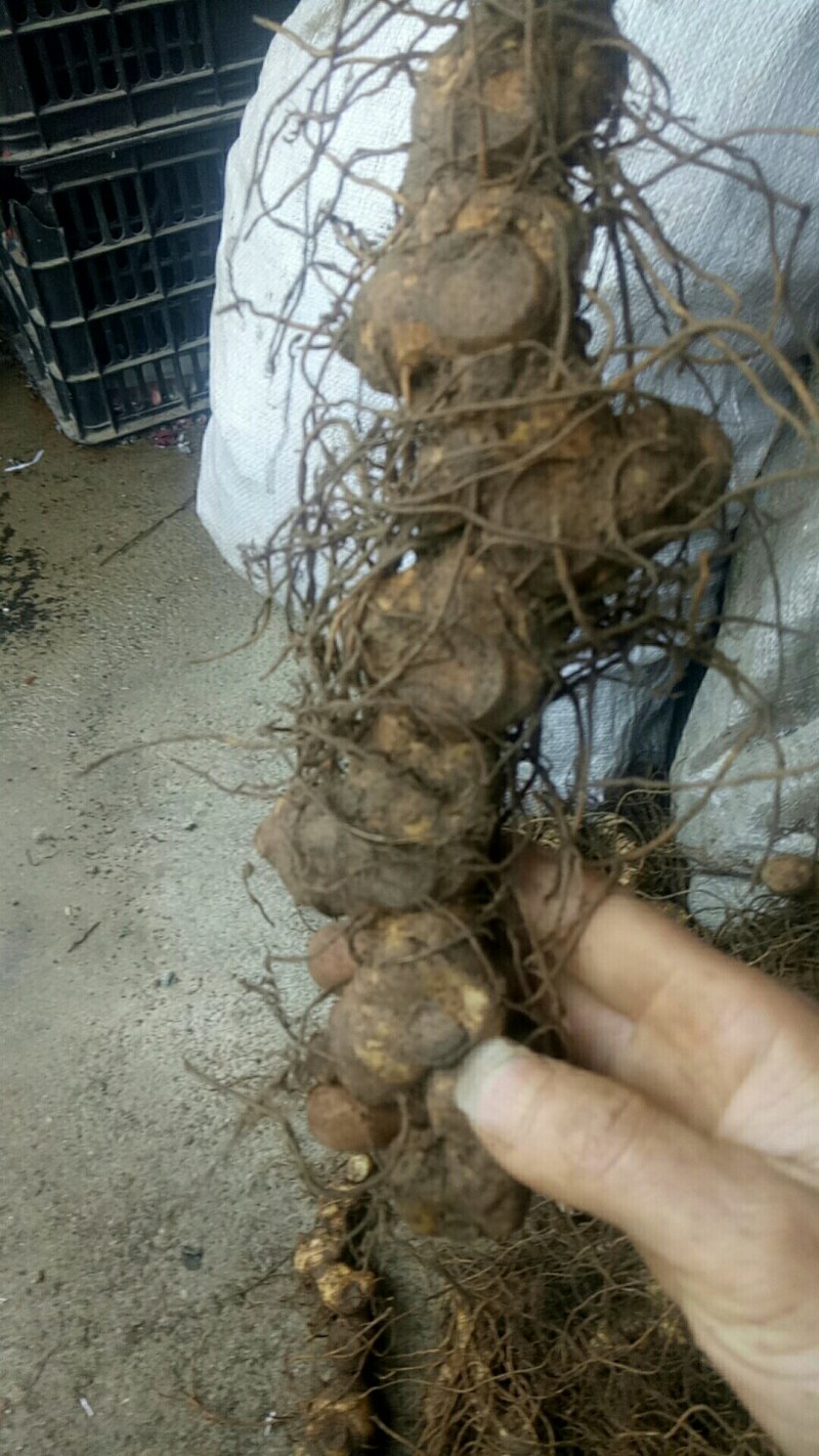 鸡头黄精，甜黄精，鲜货，一手货源，个头大，