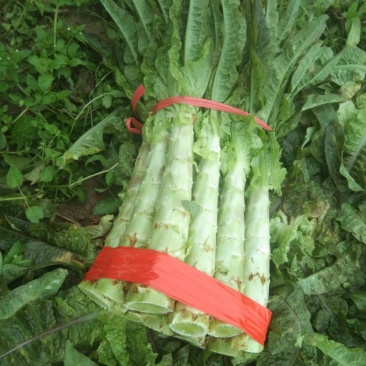莴苣，精品莴苣，产地直发，质优价廉，可发全国