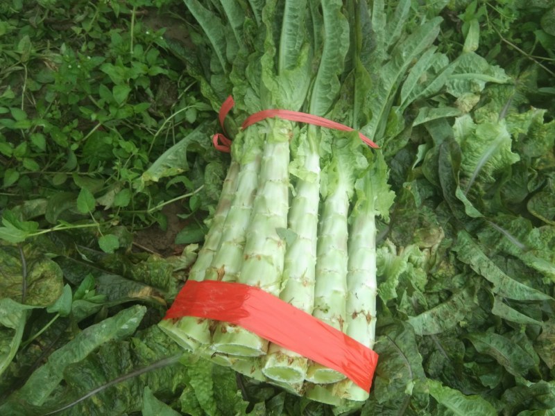 莴苣，精品莴苣，产地直发，质优价廉，可发全国