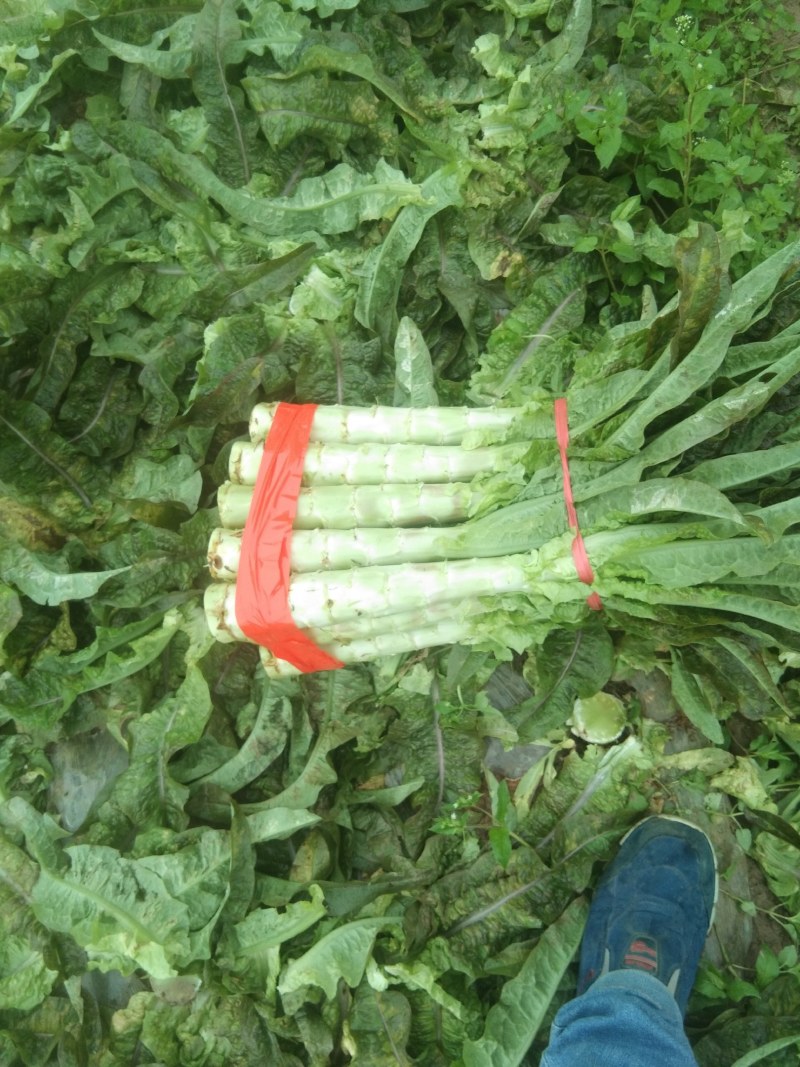 莴苣，精品莴苣，产地直发，质优价廉，可发全国