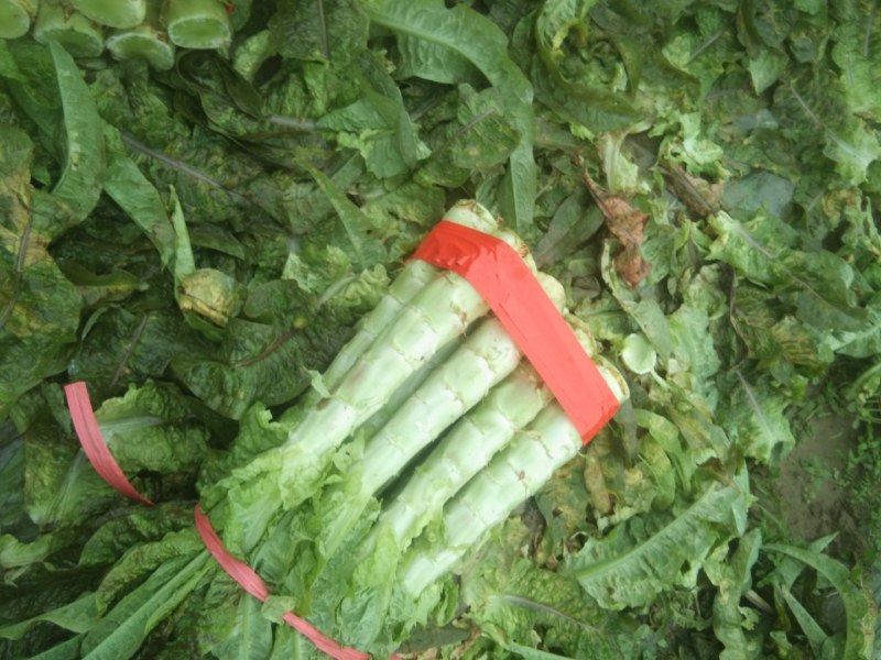 莴苣，精品莴苣，产地直发，质优价廉，可发全国