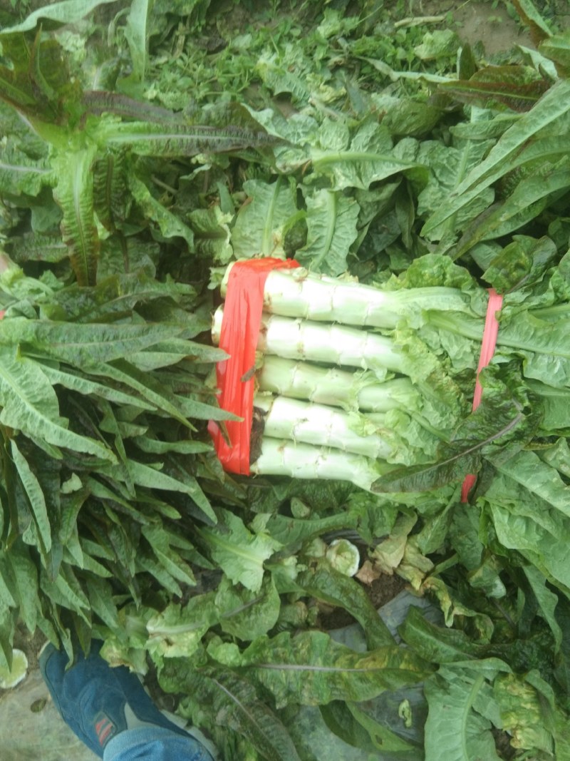 莴苣，精品莴苣，产地直发，质优价廉，可发全国