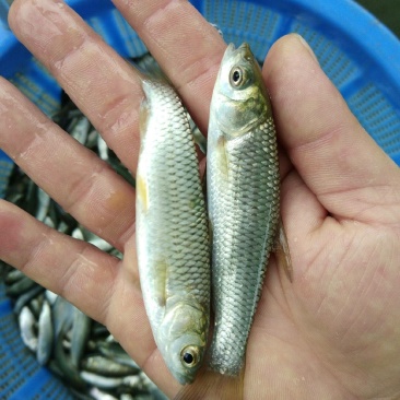 长期出售各种鱼苗欢迎订购