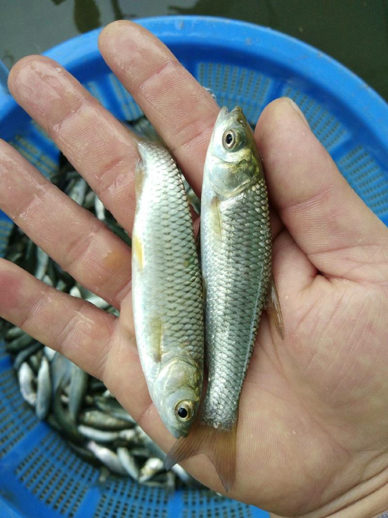 长期出售各种鱼苗欢迎订购