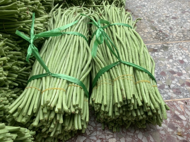 广西玉林市博白县博白镇青豆角现有长豆角大量上市！