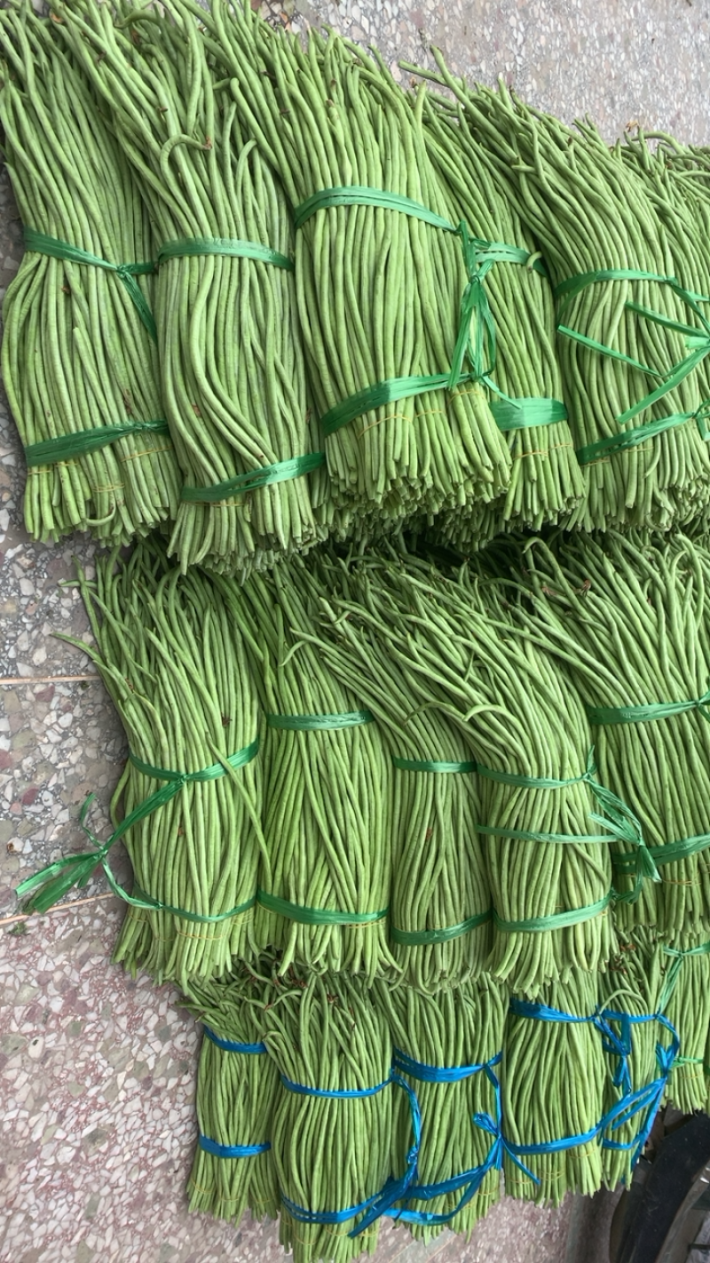 广西玉林市博白县博白镇青豆角现有长豆角大量上市！