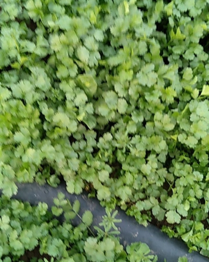 香菜，铁杆青，大叶香菜，基地直供量大从优