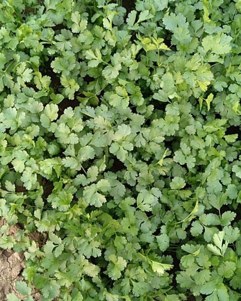 香菜，铁杆青，大叶香菜，基地直供量大从优
