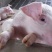 优良三元仔猪繁育基地，三元仔猪全国装车包邮