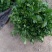 香菜，铁杆青，大叶香菜，基地直供量大从优