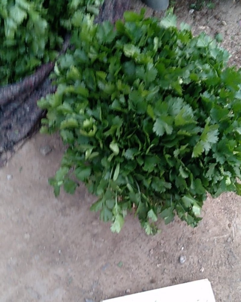 香菜，铁杆青，大叶香菜，基地直供量大从优