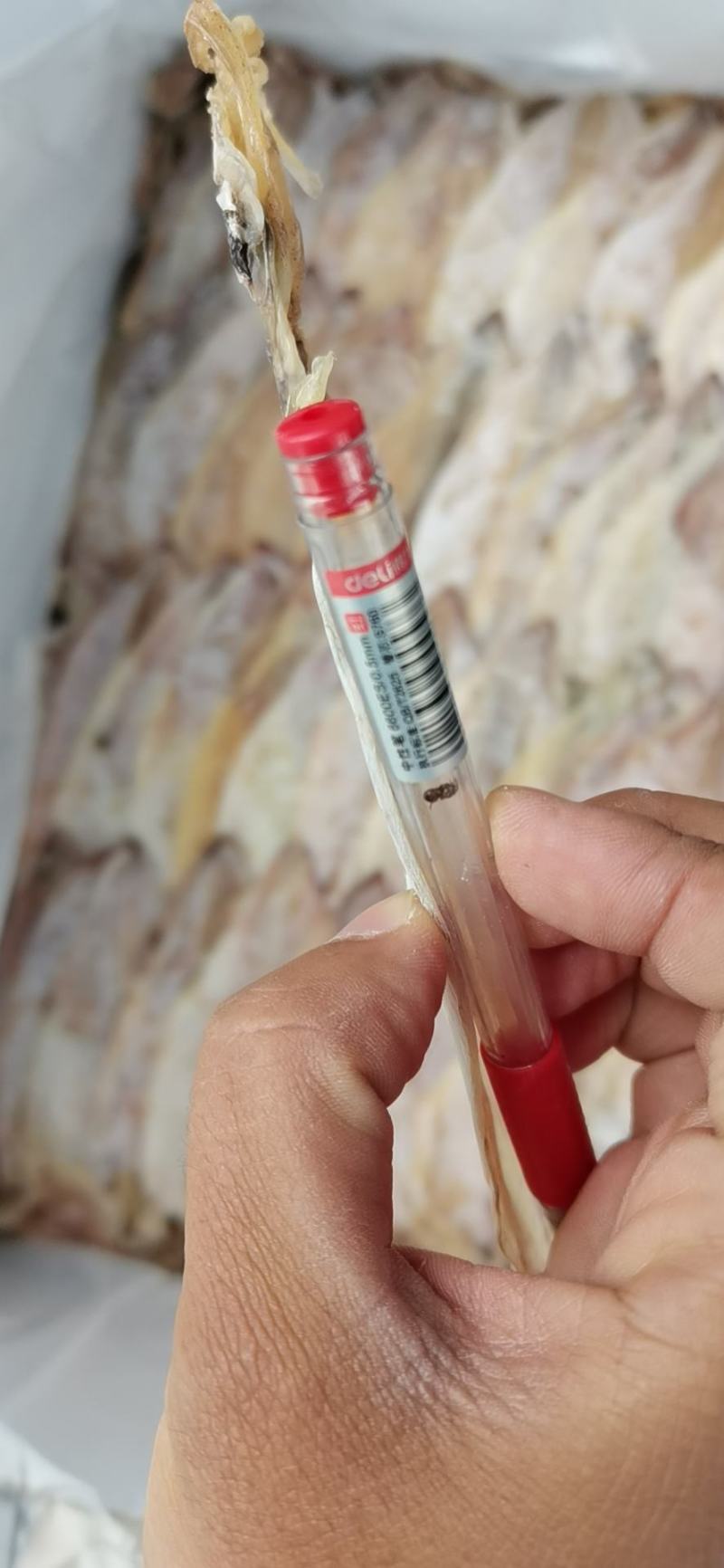 烧烤干鱿鱼，剑鱿L3