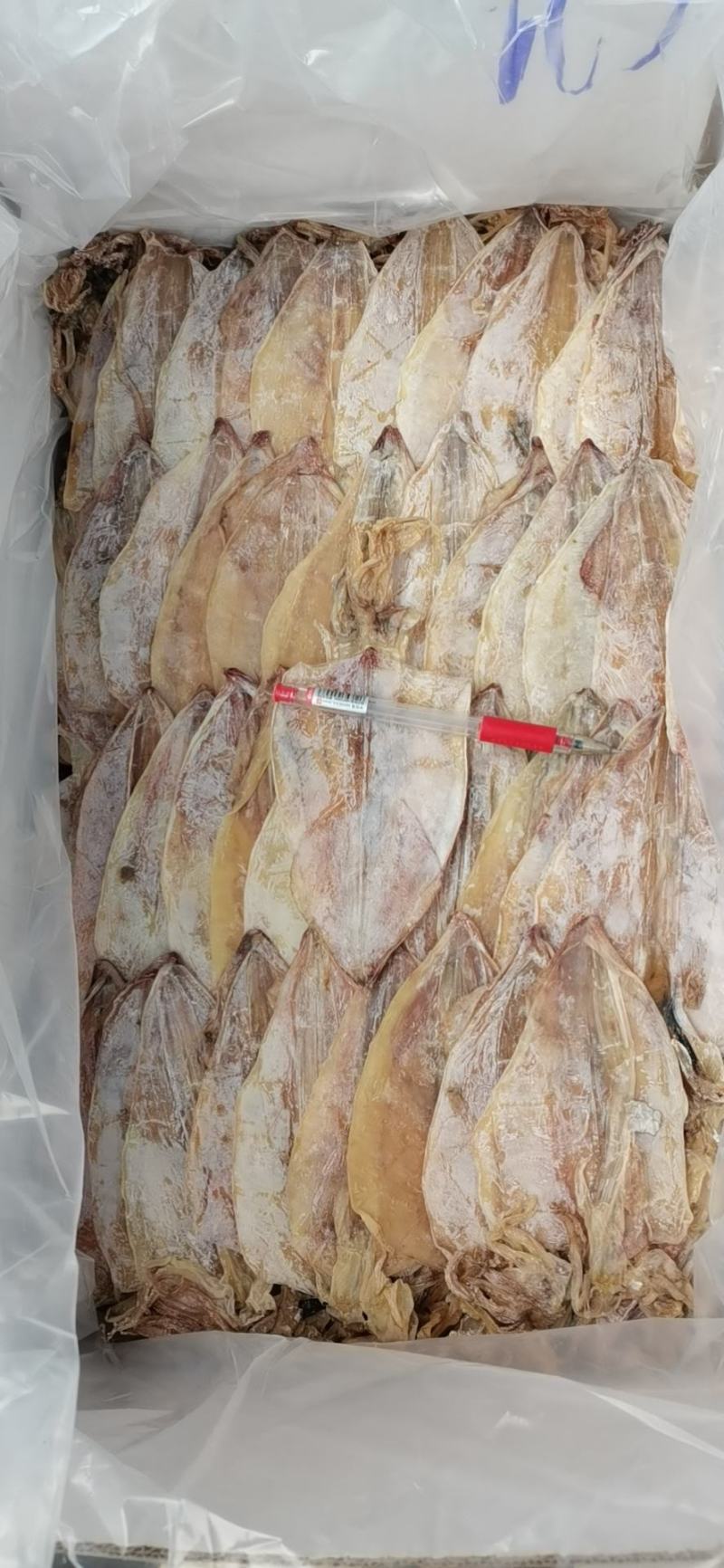 烧烤干鱿鱼，剑鱿L3