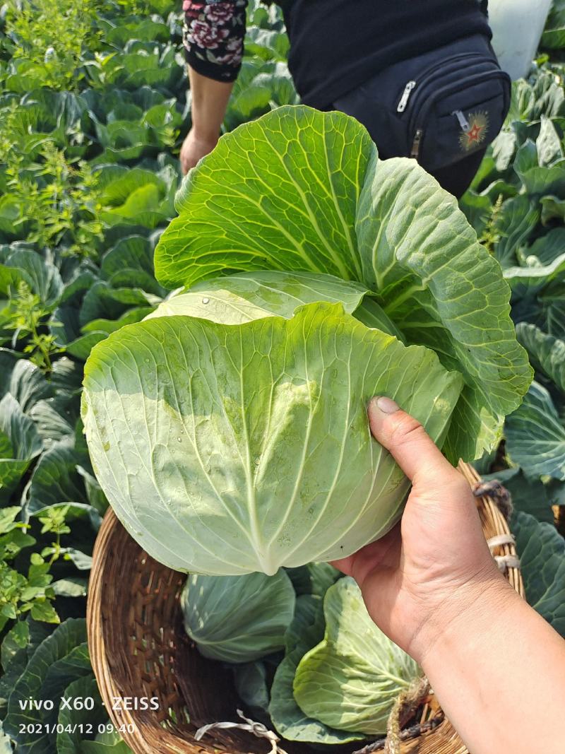 四川成都扁包菜春福来扁包菜奥奇娜大量供应产地直销