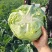 四川成都扁包菜春福来扁包菜奥奇娜大量供应产地直销