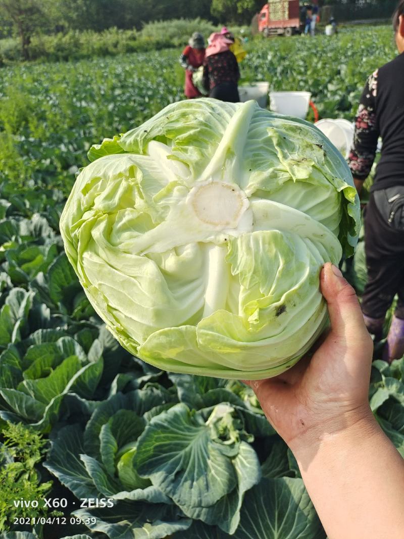 四川成都扁包菜春福来扁包菜奥奇娜大量供应产地直销