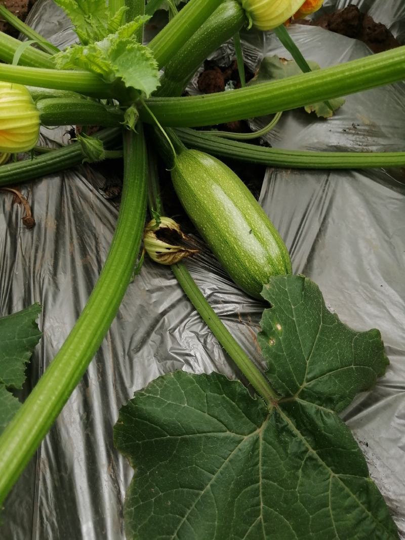 精品西葫芦，欢迎超市对接，量大品质好，全陆地西葫芦