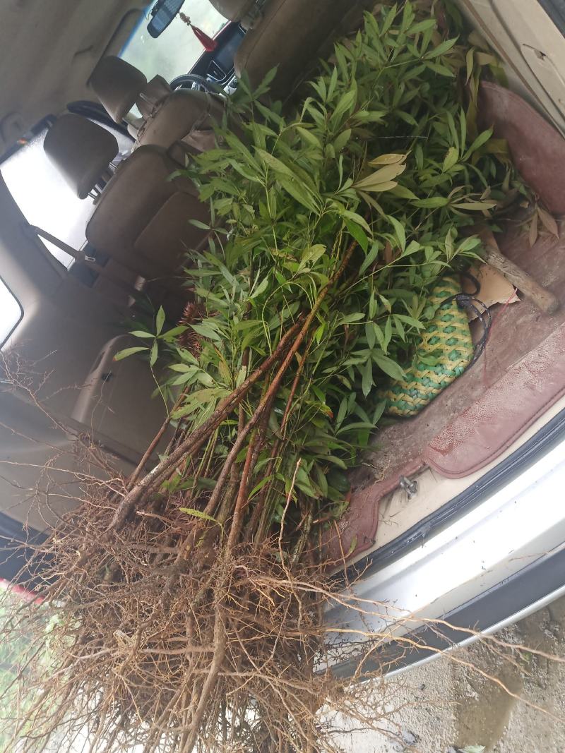 金丝楠基地提供优质大苗