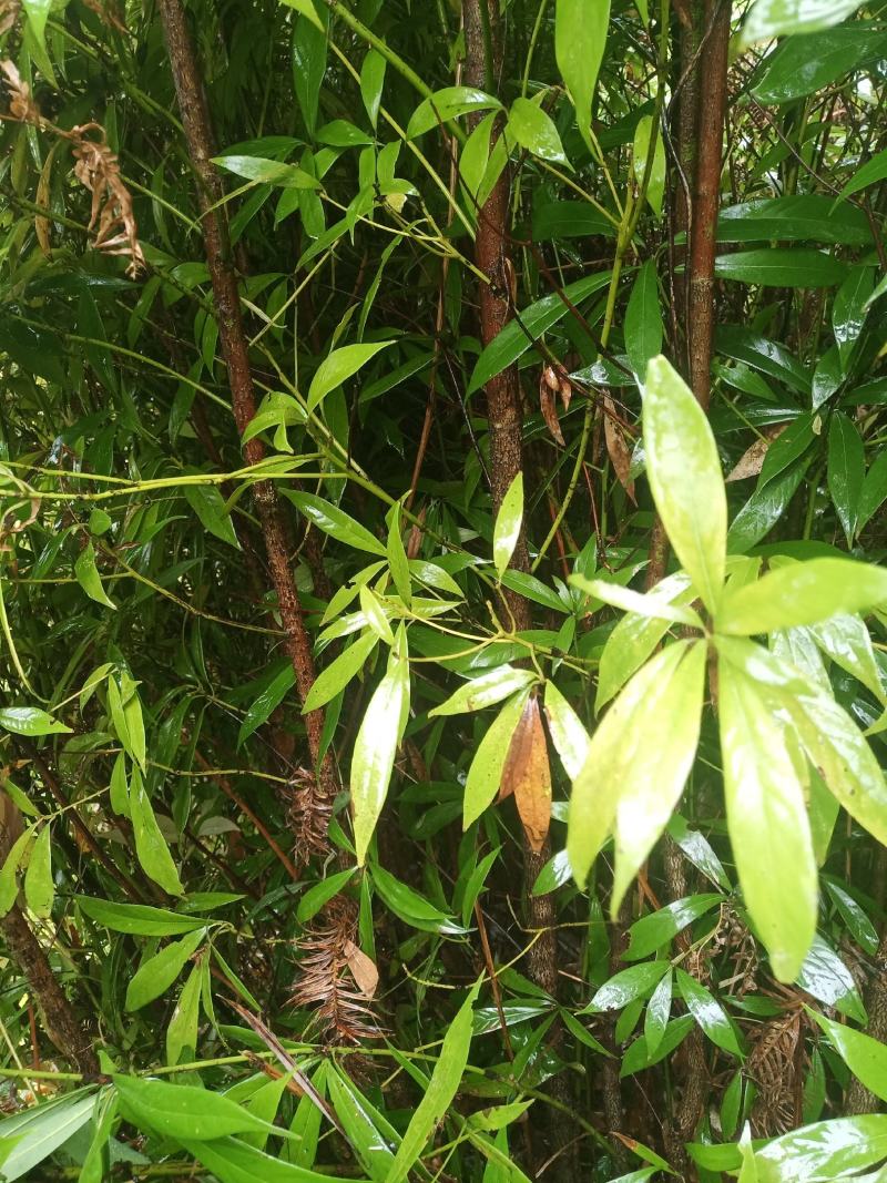 金丝楠基地提供优质大苗