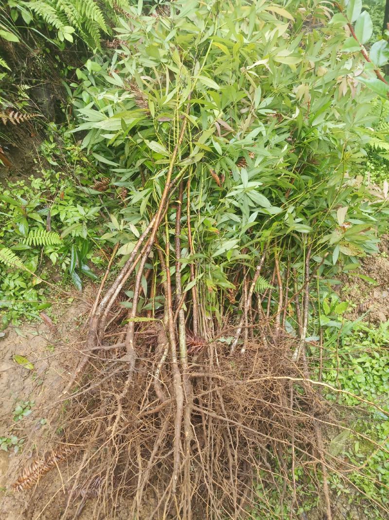 金丝楠基地提供优质大苗