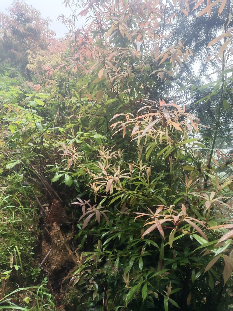 金丝楠基地提供优质大苗